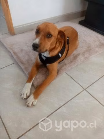 Perrita Esterilizada