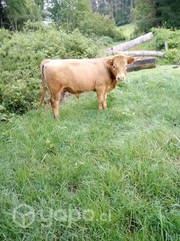 Toro reproductor - Imagen 2