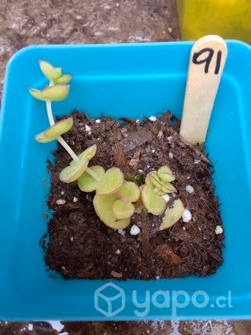 Pequeñas suculentas - Imagen 3