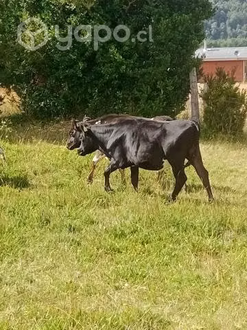 Vaquillas - Imagen 3
