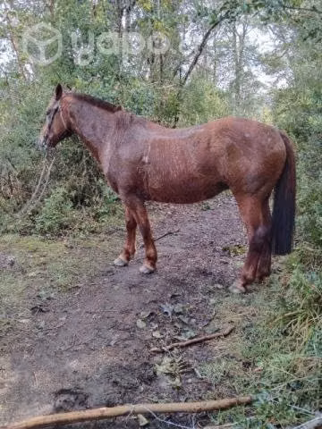 Llegua de campereo