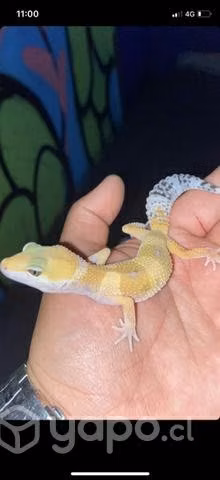 Hermosos geckos leopardo con sus papeles y chip