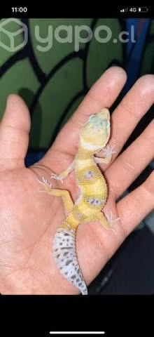 Hermosos geckos leopardo con sus papeles y chip