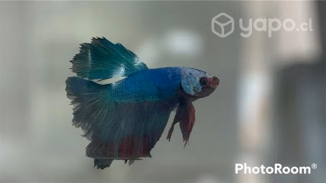 Disponible Bettas macho