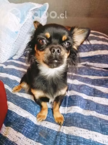 Perrita Chihuahua busca novio