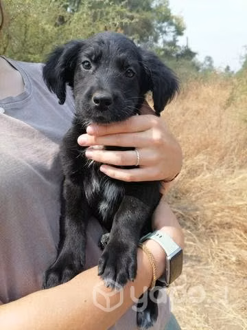 Cachorros se regalan