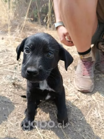 Cachorros se regalan