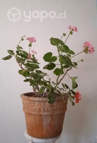 Geranios con maceta de arcilla incluida