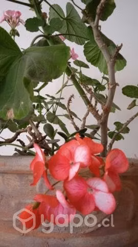 Geranios con maceta de arcilla incluida