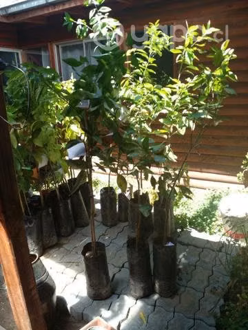 Arboles citricos 1.60 metros - Imagen 2