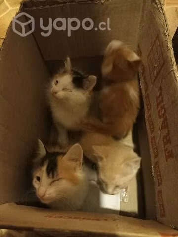 Se regalan gatitas - Imagen 2