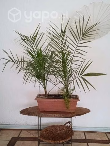 Palma Chilena