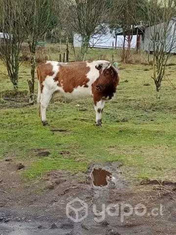 una vaca preñada