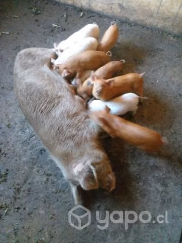 chanchas preñadas