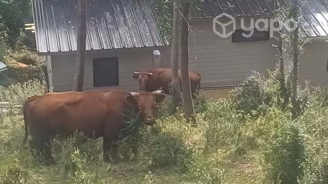 Bueyes