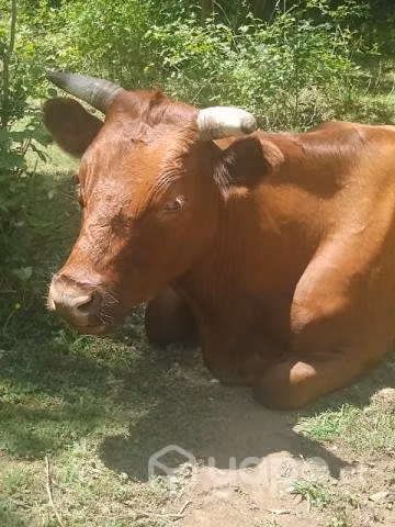 Bueyes