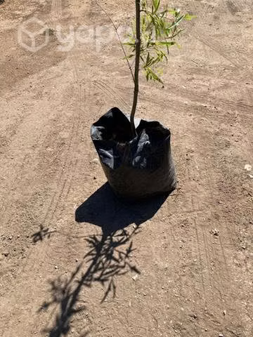 Roble americano 2,3 mts de altura aproximadamente - Imagen 3
