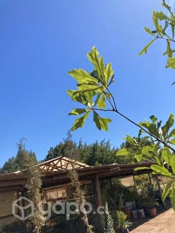 Roble americano 2,3 mts de altura aproximadamente - Imagen 5
