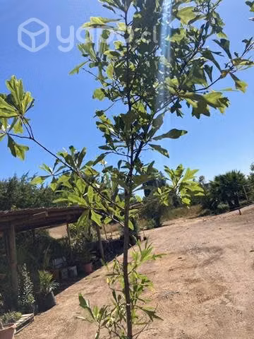 Roble americano 2,3 mts de altura aproximadamente - Imagen 4