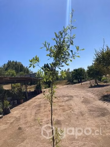 Roble americano 2,3 mts de altura aproximadamente - Imagen 2