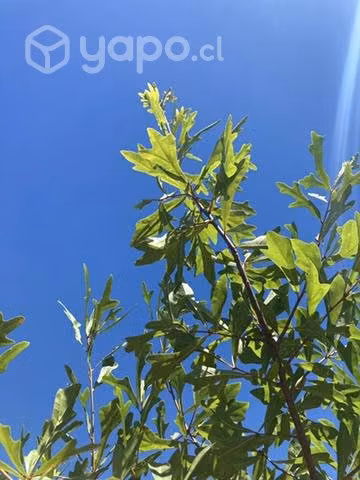 Roble americano 2,3 mts de altura aproximadamente - Imagen 6