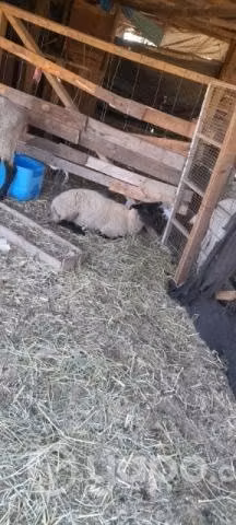 Ovejas y Corderos