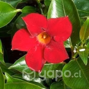 Jazmín Rojo/ Dipladenia / Mandevilla