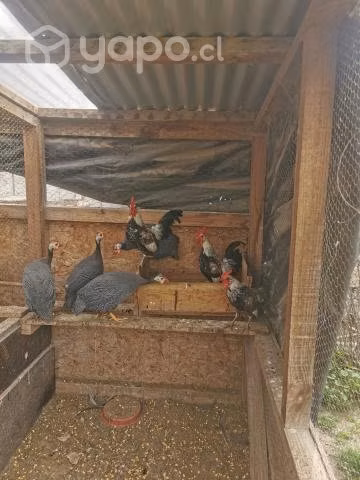 Huevos fértiles de gallinas enanas, gallos y galli