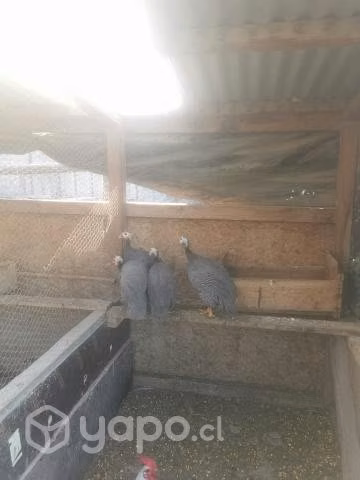 Huevos fértiles de gallinas enanas, gallos y galli
