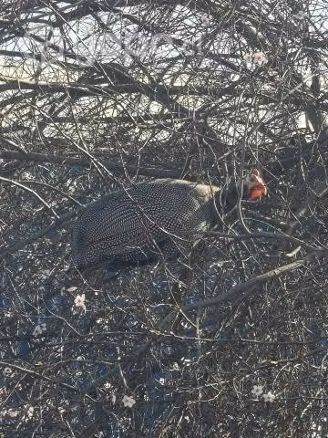 Huevos fértiles de gallinas enanas, gallos y galli