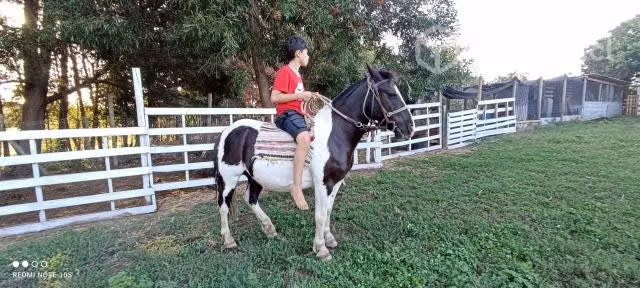 Pony macho overo manso para niños