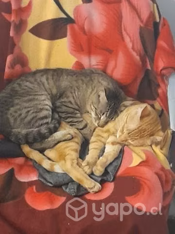Regalo gatos