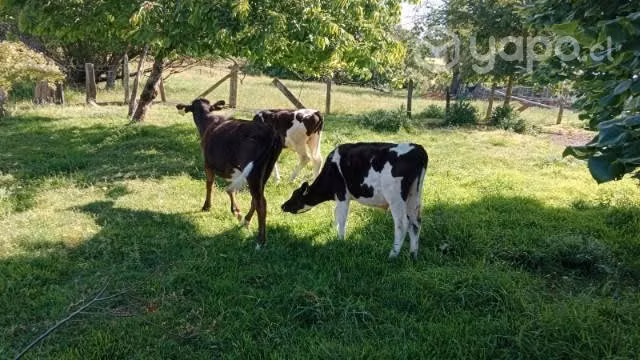2 terneros y una ternera
