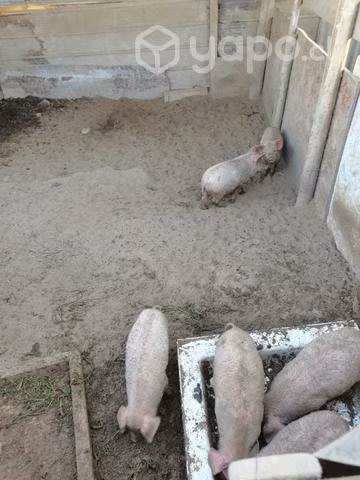 Chanchos - Imagen 3
