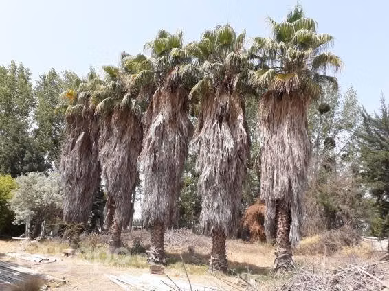 Palmeras de 12 a 14 mts altura aprox 27 años"