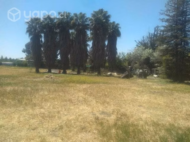 Palmeras de 12 a 14 mts altura aprox 27 años"