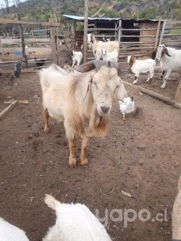 chivo - Imagen 2