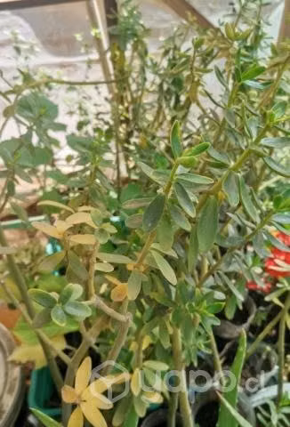 Planta congona o canelon
