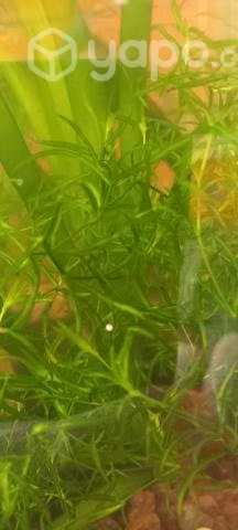 Peces y plantas - Imagen 5