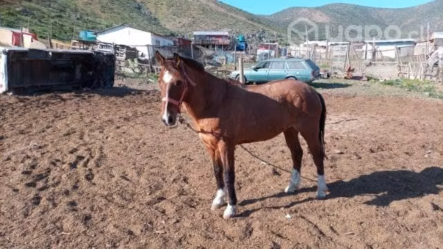 Caballo bayo - Imagen 2