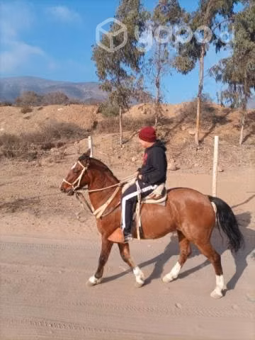 Caballo bayo