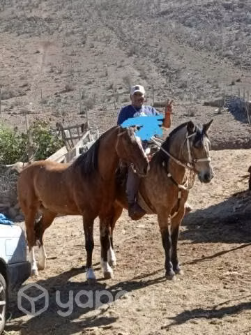 Caballo bayo - Imagen 3