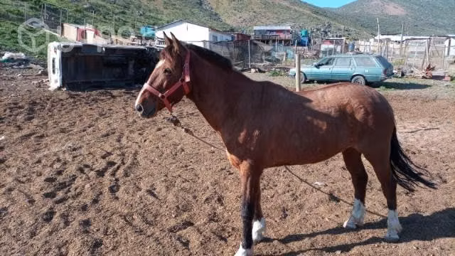 Caballo bayo - Imagen 4
