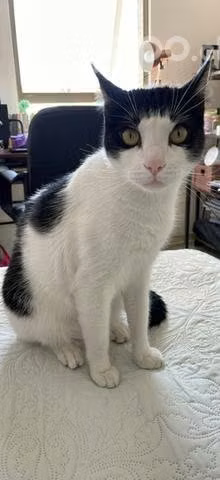 Gato de dos años En adopción