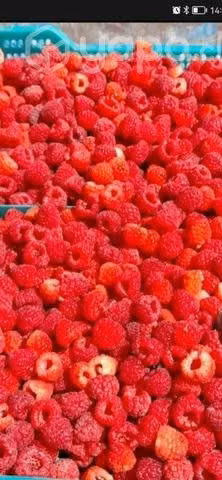 Frambuesas Arándanos y Morones