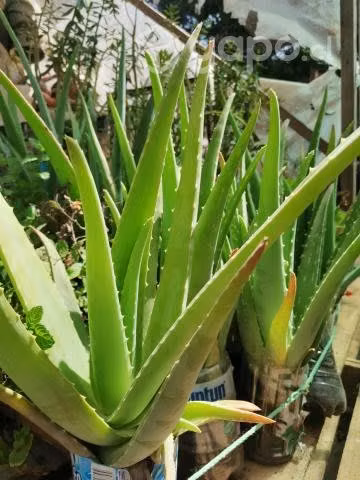 Plantas áloe vera flor amarilla