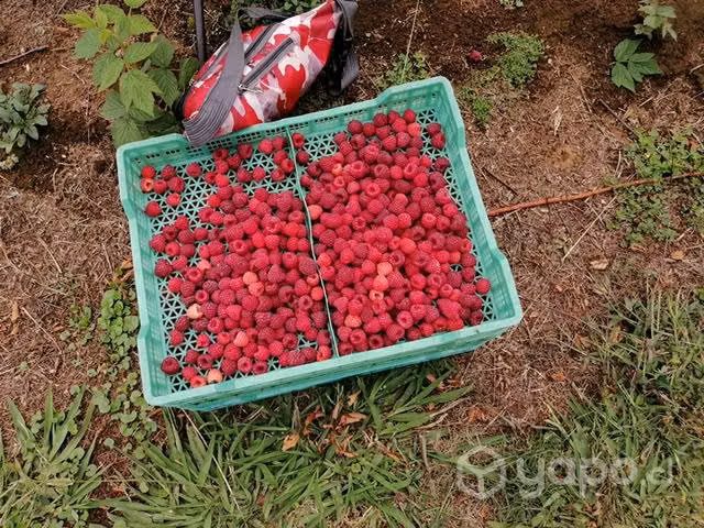 Frambuesas congeladas - Imagen 5