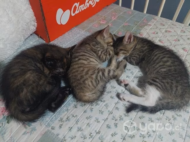 gatitos en adopción