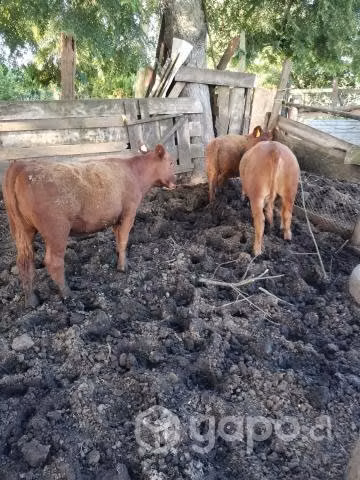 Terneras