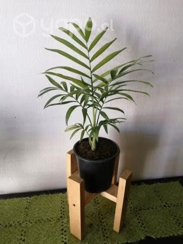 Palmera Chamaedorea con porta maceta a domicilio